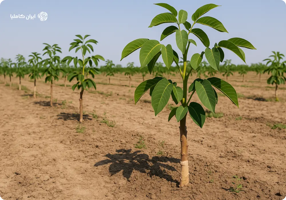 نهال پایه رویشی